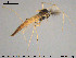  ( - TRD-CH424)  @12 [ ] CreativeCommons - Attribution Non-Commercial Share-Alike (2015) NTNU University Museum, Department of Natural History NTNU University Museum, Department of Natural History