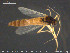  ( - TRD-CH426)  @13 [ ] CreativeCommons - Attribution Non-Commercial Share-Alike (2015) NTNU University Museum, Department of Natural History NTNU University Museum, Department of Natural History