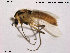  (Metriocnemus sp. 9ES - TRD-CH53)  @12 [ ] CreativeCommons - Attribution Non-Commercial Share-Alike (2014) NTNU University Museum, Department of Natural History NTNU University Museum, Department of Natural History