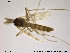  ( - TRD-CH71)  @12 [ ] CreativeCommons - Attribution Non-Commercial Share-Alike (2014) NTNU University Museum, Department of Natural History NTNU University Museum, Department of Natural History