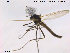  ( - TRD-CH87)  @13 [ ] CreativeCommons - Attribution Non-Commercial Share-Alike (2014) NTNU University Museum, Department of Natural History NTNU University Museum, Department of Natural History