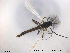  (Microtendipes lugubris - TRD-CH96)  @13 [ ] CreativeCommons - Attribution Non-Commercial Share-Alike (2014) NTNU University Museum, Department of Natural History NTNU University Museum, Department of Natural History