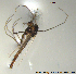  (Tanytarsus fennicus - XL551)  @11 [ ] Creative Commons  Attribution Non-Commercial Share-Alike (2017) NTNU University Museum, Department of Natural History NTNU University Museum, Department of Natural History