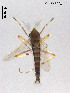  (Polypedilum longiligulatum - TPH09)  @11 [ ] CreativeCommons-Attribution Non-Commercial Share-Alike (2020) Xiaolong Lin Nankai University, College of Life Sciences