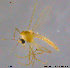  (Rheotanytarsus adjectus - WZSM08)  @11 [ ] CreativeCommons - Attribution Non-Commercial Share-Alike (2015) NTNU University Museum, Department of Natural History NTNU University Museum, Department of Natural History
