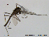  ( - XL109)  @11 [ ] CreativeCommons - Attribution Non-Commercial Share-Alike (2015) NTNU University Museum, Department of Natural History NTNU University Museum, Department of Natural History