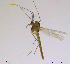  ( - XL57)  @13 [ ] CreativeCommons - Attribution Non-Commercial Share-Alike (2015) NTNU University Museum, Department of Natural History NTNU University Museum, Department of Natural History