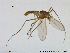  ( - XL69)  @13 [ ] CreativeCommons - Attribution Non-Commercial Share-Alike (2015) NTNU University Museum, Department of Natural History NTNU University Museum, Department of Natural History