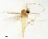  (Tanytarsus insulicolus - CH102)  @11 [ ] CreativeCommons - Attribution Non-Commercial Share-Alike (2017) Xiaolong Lin Norwegian University of Science and Technology