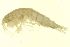  (Eusirus holmi - BIOUG00940-C12)  @14 [ ] CreativeCommons - Attribution (2011) CBG Photography Group Centre for Biodiversity Genomics