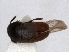  ( - RMNH.INS.63311)  @11 [ ] Unspecified (default): All Rights Reserved (2013) Unspecified Naturalis, Biodiversity Centre