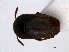  ( - RMNH.INS.63313)  @11 [ ] Unspecified (default): All Rights Reserved (2013) Unspecified Naturalis, Biodiversity Centre