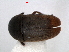  ( - RMNH.INS.63317)  @11 [ ] Unspecified (default): All Rights Reserved (2013) Unspecified Naturalis, Biodiversity Centre