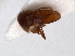  (Ovobathysciola - RMNH.INS.63342)  @11 [ ] Unspecified (default): All Rights Reserved (2013) Unspecified Naturalis, Biodiversity Centre