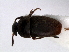  ( - RMNH.INS.63344)  @11 [ ] Unspecified (default): All Rights Reserved (2013) Unspecified Naturalis, Biodiversity Centre