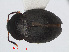  (Catops picipes - RMNH.INS.549232)  @14 [ ] CreativeCommons - Attribution Non-Commercial Share-Alike (2012) Unspecified Naturalis, Biodiversity Centre