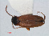  (Choleva elongata - RMNH.INS.549262)  @14 [ ] CreativeCommons - Attribution Non-Commercial Share-Alike (2012) Unspecified Naturalis, Biodiversity Centre