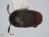  ( - RMNH.INS.549291)  @11 [ ] CreativeCommons - Attribution Non-Commercial Share-Alike (2012) Unspecified Naturalis, Biodiversity Centre