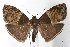  (Hemerophila n.sp.7 - INB0003216562)  @15 [ ] Unspecified (default): All Rights Reserved  Unspecified Unspecified
