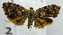  (Choreutis cf. porphyratma - USNM ENT 00730063)  @14 [ ] CreativeCommons - Attribution Share-Alike (2018) Unspecified Smithsonian Institution National Museum of Natural History