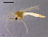  (Tanytarsus heusdensis - CH-OSF102)  @12 [ ] CreativeCommons - Attribution Non-Commercial Share-Alike (2011) NTNU Museum of Natural History and Archaeology NTNU Museum of Natural History and Archaeology