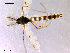  ( - CH-OSF113)  @13 [ ] CreativeCommons - Attribution Non-Commercial Share-Alike (2011) NTNU Museum of Natural History and Archaeology NTNU Museum of Natural History and Archaeology