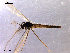  ( - CH-OSF120)  @13 [ ] CreativeCommons - Attribution Non-Commercial Share-Alike (2011) NTNU Museum of Natural History and Archaeology NTNU Museum of Natural History and Archaeology
