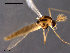  ( - CH-OSF122)  @13 [ ] CreativeCommons - Attribution Non-Commercial Share-Alike (2011) NTNU Museum of Natural History and Archaeology NTNU Museum of Natural History and Archaeology