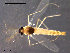  (Gymnometriocnemus subnudus - CH-OSF135)  @13 [ ] CreativeCommons - Attribution Non-Commercial Share-Alike (2011) NTNU Museum of Natural History and Archaeology NTNU Museum of Natural History and Archaeology
