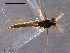  ( - CH-OSF139)  @12 [ ] CreativeCommons - Attribution Non-Commercial Share-Alike (2011) NTNU Museum of Natural History and Archaeology NTNU Museum of Natural History and Archaeology
