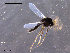  ( - CH-OSF150)  @12 [ ] CreativeCommons - Attribution Non-Commercial Share-Alike (2011) NTNU Museum of Natural History and Archaeology NTNU Museum of Natural History and Archaeology