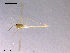  (Tanytarsus palettaris - CH-OSF165)  @13 [ ] CreativeCommons - Attribution Non-Commercial Share-Alike (2011) NTNU Museum of Natural History and Archaeology NTNU Museum of Natural History and Archaeology