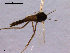  (Metriocnemus sp. 5ES - CH-OSF189)  @13 [ ] CreativeCommons - Attribution Non-Commercial Share-Alike (2011) NTNU Museum of Natural History and Archaeology NTNU Museum of Natural History and Archaeology