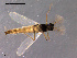  ( - CH-OSF31)  @13 [ ] CreativeCommons - Attribution Non-Commercial Share-Alike (2011) NTNU Museum of Natural History and Archaeology NTNU Museum of Natural History and Archaeology
