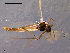  ( - CH-OSF56)  @13 [ ] CreativeCommons - Attribution Non-Commercial Share-Alike (2011) NTNU Museum of Natural History and Archaeology NTNU Museum of Natural History and Archaeology
