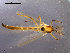  (Kiefferulus tendipediformis - CH-OSF79)  @13 [ ] CreativeCommons - Attribution Non-Commercial Share-Alike (2011) NTNU Museum of Natural History and Archaeology NTNU Museum of Natural History and Archaeology