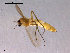  ( - CH-OSF95)  @13 [ ] CreativeCommons - Attribution Non-Commercial Share-Alike (2011) NTNU Museum of Natural History and Archaeology NTNU Museum of Natural History and Archaeology