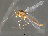  (Tvetenia calvescens - Finnmark410)  @14 [ ] CreativeCommons - Attribution Non-Commercial Share-Alike (2012) NTNU Museum of Natural History and Archaeology NTNU Museum of Natural History and Archaeology