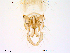 (Dicrotendipes lobiger - Finnmark442)  @13 [ ] CreativeCommons - Attribution Non-Commercial Share-Alike (2012) NTNU Museum of Natural History and Archaeology NTNU Museum of Natural History and Archaeology