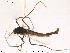  (Tanytarsus miriforceps - Finnmark446)  @12 [ ] CreativeCommons - Attribution Non-Commercial Share-Alike (2012) NTNU Museum of Natural History and Archaeology NTNU Museum of Natural History and Archaeology