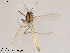  (Tanytarsus debilis - Finnmark450)  @13 [ ] CreativeCommons - Attribution Non-Commercial Share-Alike (2012) NTNU Museum of Natural History and Archaeology NTNU Museum of Natural History and Archaeology
