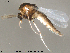  (Nanocladius distinctus - Finnmark483)  @14 [ ] CreativeCommons - Attribution Non-Commercial Share-Alike (2012) NTNU Museum of Natural History and Archaeology NTNU Museum of Natural History and Archaeology