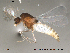  (Corynoneura sp. 14ES - Finnmark516)  @12 [ ] CreativeCommons - Attribution Non-Commercial Share-Alike (2012) NTNU Museum of Natural History and Archaeology NTNU Museum of Natural History and Archaeology