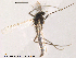  (Metriocnemus sp. 2ES - Finnmark530)  @13 [ ] CreativeCommons - Attribution Non-Commercial Share-Alike (2012) NTNU Museum of Natural History and Archaeology NTNU Museum of Natural History and Archaeology