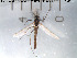  ( - Finnmark543)  @13 [ ] CreativeCommons - Attribution Non-Commercial Share-Alike (2012) NTNU Museum of Natural History and Archaeology NTNU Museum of Natural History and Archaeology