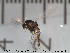  (Corynoneura sp. 5ES - Finnmark547)  @13 [ ] CreativeCommons - Attribution Non-Commercial Share-Alike (2012) NTNU Museum of Natural History and Archaeology NTNU Museum of Natural History and Archaeology