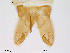 (Chaetocladius sp. 6ES - Finnmark554)  @13 [ ] CreativeCommons - Attribution Non-Commercial Share-Alike (2012) NTNU Museum of Natural History and Archaeology NTNU Museum of Natural History and Archaeology