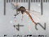  (Gymnometriocnemus autumnalis - Finnmark563)  @12 [ ] CreativeCommons - Attribution Non-Commercial Share-Alike (2012) NTNU Museum of Natural History and Archaeology NTNU Museum of Natural History and Archaeology