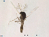  (Corynoneura cf. arctica - Finnmark569)  @11 [ ] CreativeCommons - Attribution Non-Commercial Share-Alike (2012) NTNU Museum of Natural History and Archaeology NTNU Museum of Natural History and Archaeology