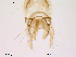  (Cladotanytarsus difficilis - Finnmark594)  @12 [ ] CreativeCommons - Attribution Non-Commercial Share-Alike (2012) NTNU Museum of Natural History and Archaeology NTNU Museum of Natural History and Archaeology